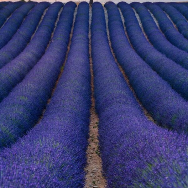 From Paris with Love