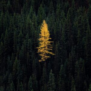 Lone Larch 5x10 Pre-matted