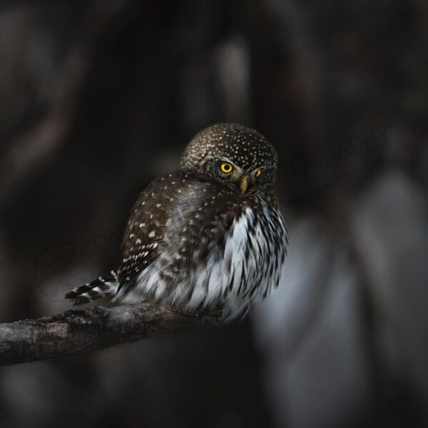 Moody Pygmy