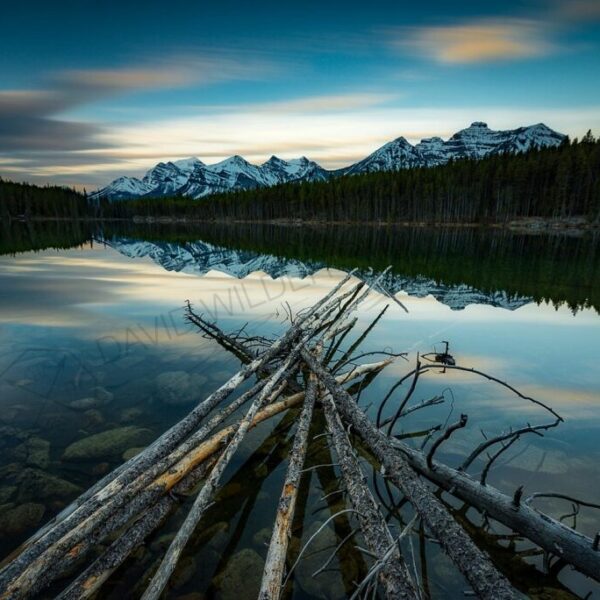 Morning Calm