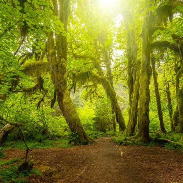 Mystic Forest