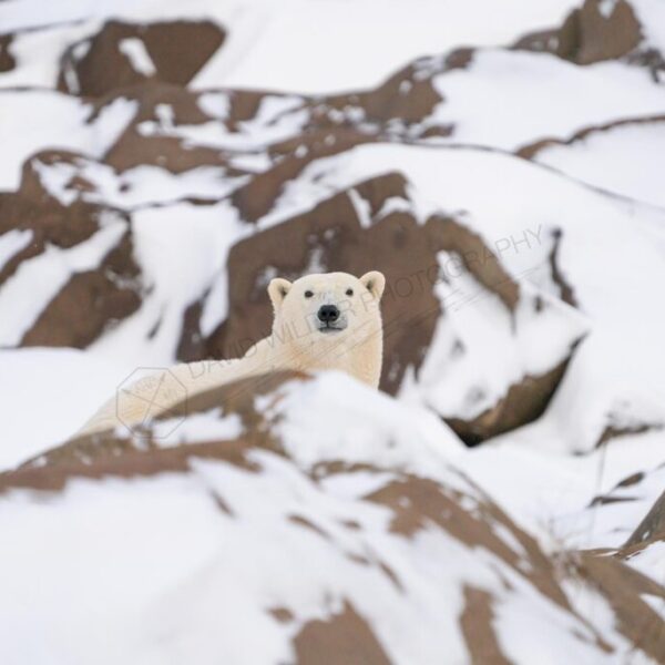 Peekaboo