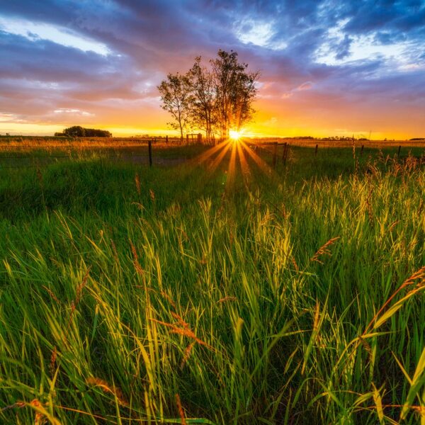 Prairie Fields