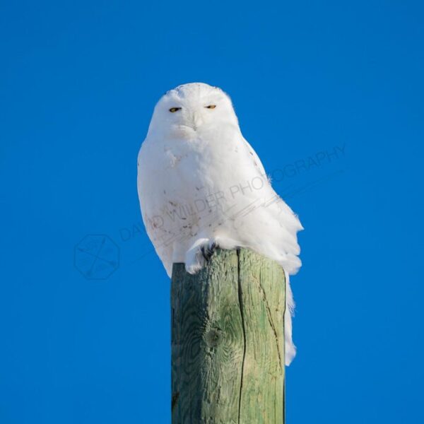 Snowy Owl