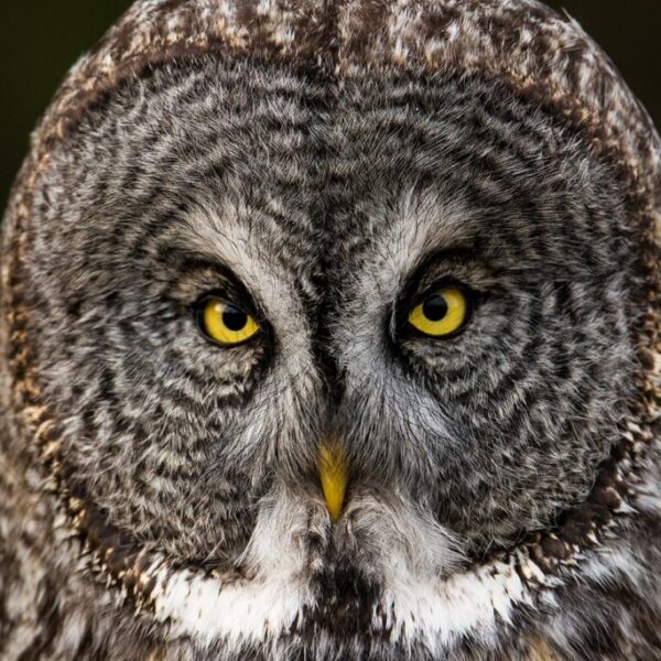 Staring Contest