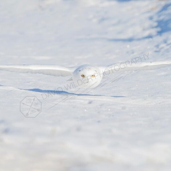 Swoop