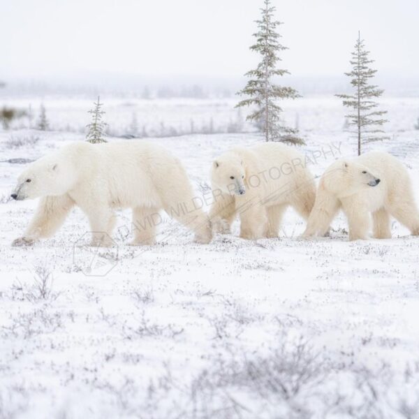 The March