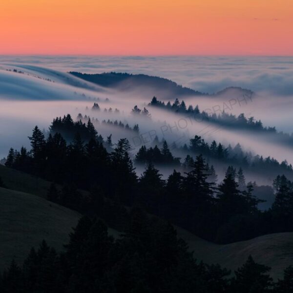 The Mist