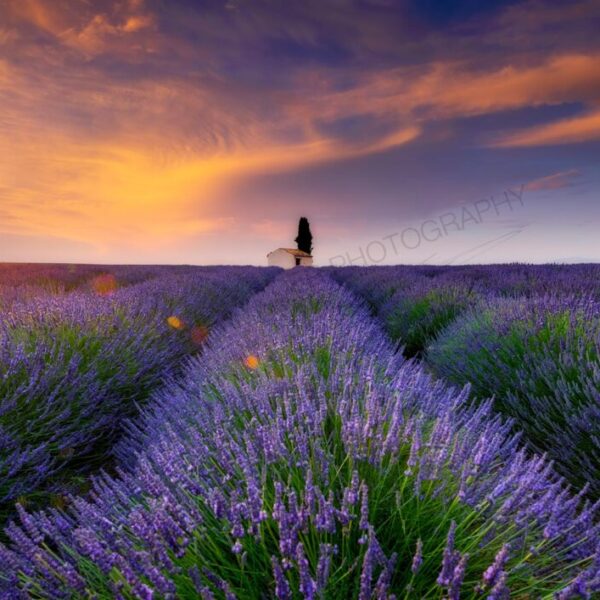 Wildflowers Wishes