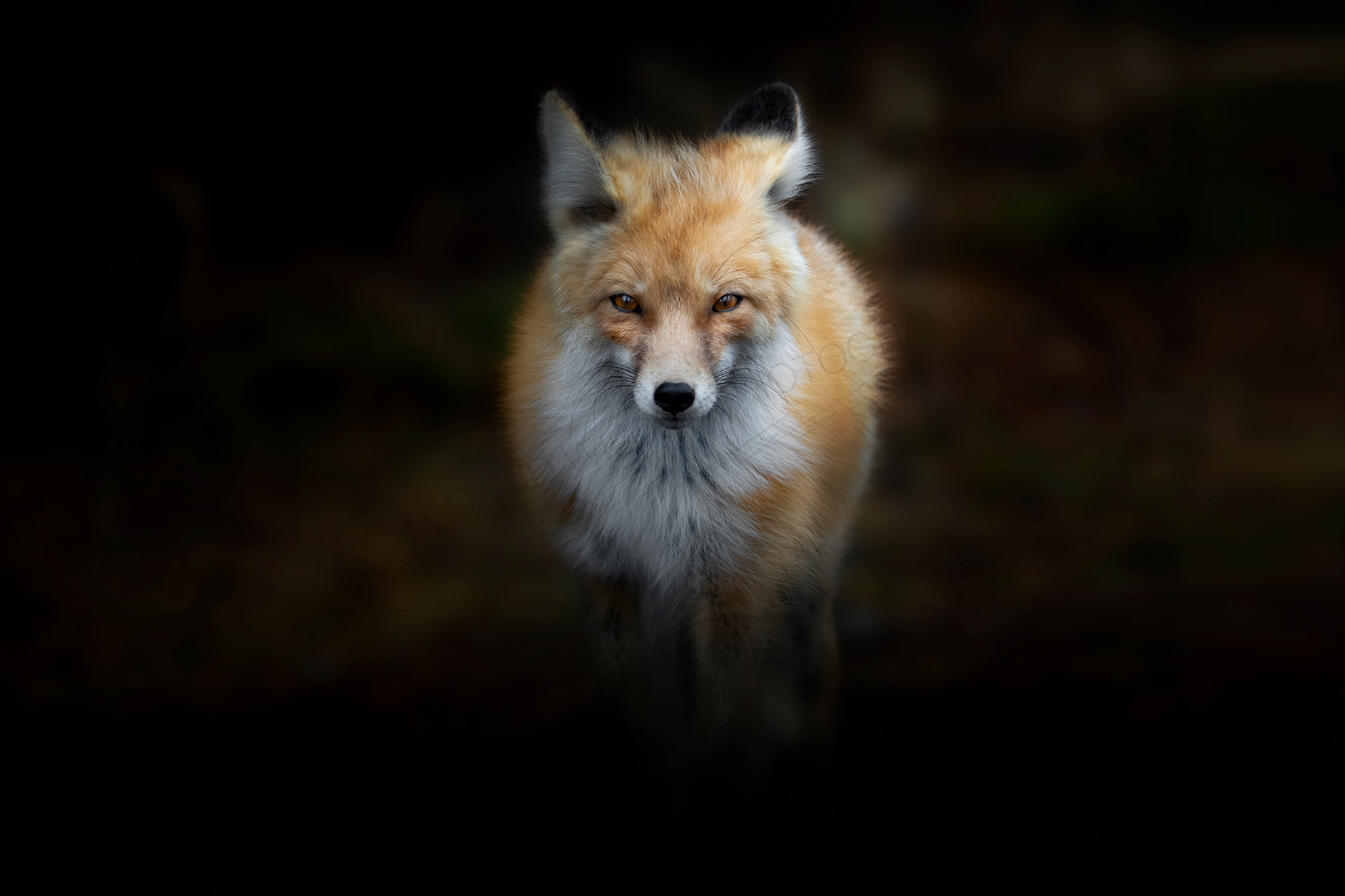 Foxy 2