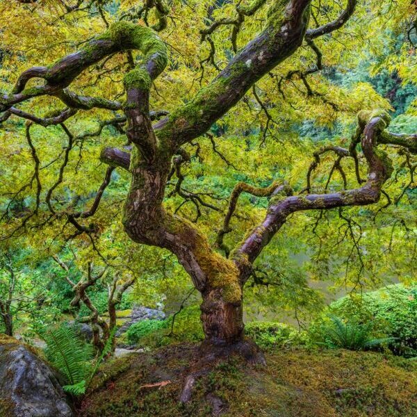 Maple