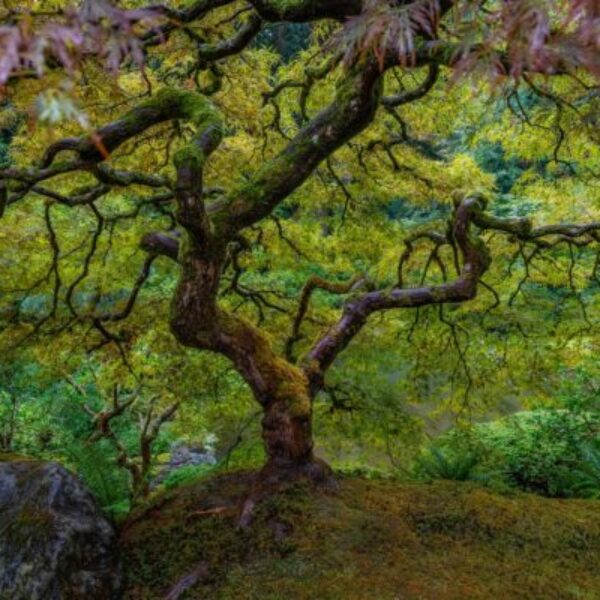The Tree