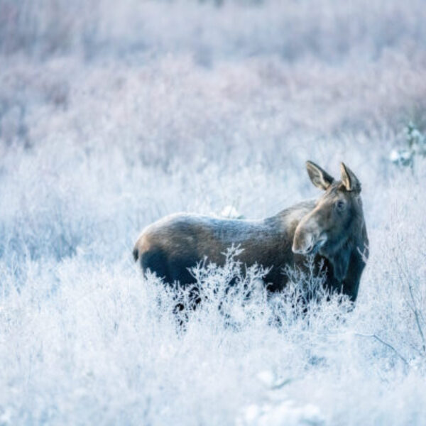 Moose Meadow
