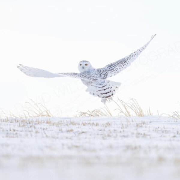 Prairie Spirit
