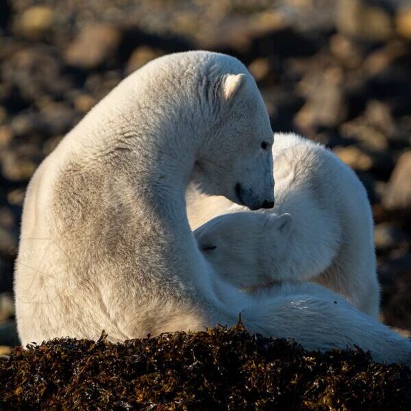 Mothers Embrace