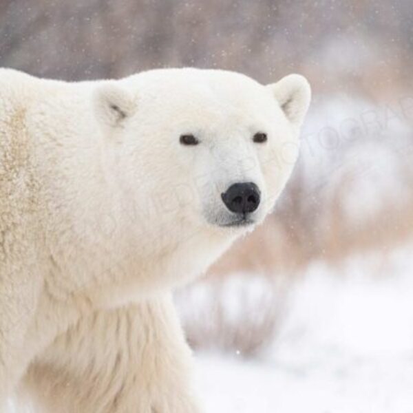 Polar Portrait