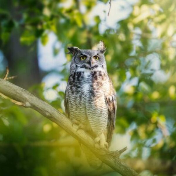 On Watch