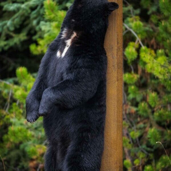 Stretches
