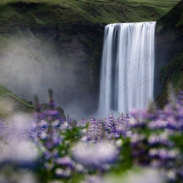 Lovely Lupines