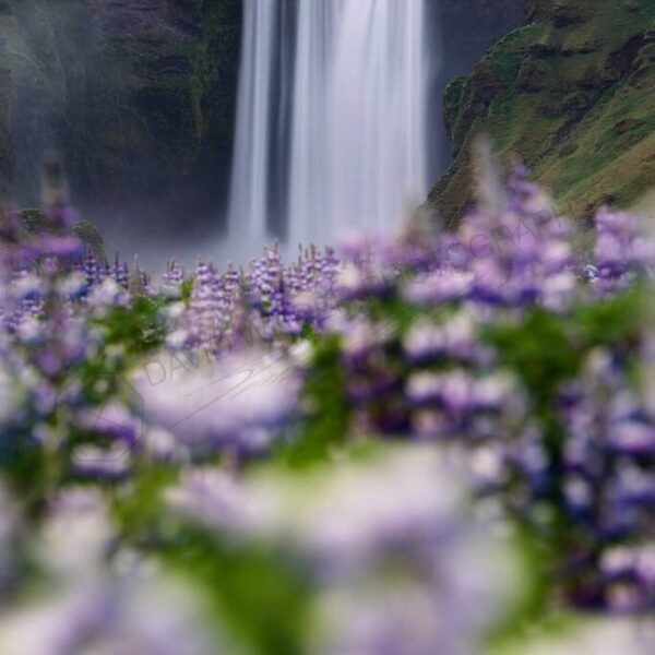 Lupine Love