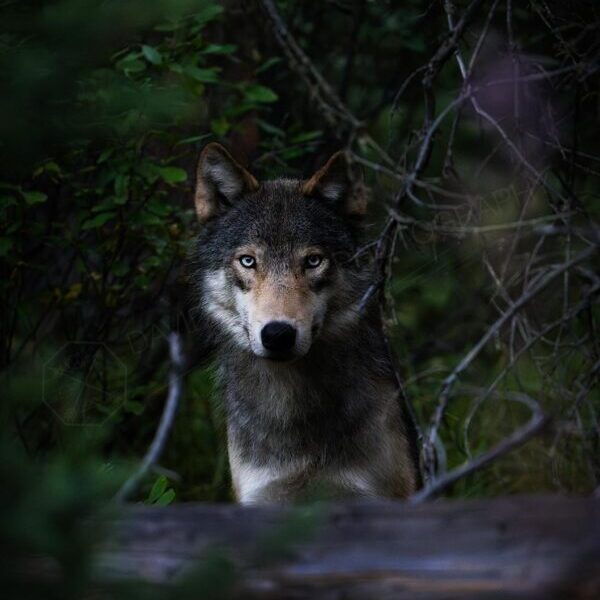 Warriors Hunt