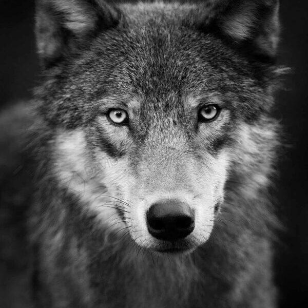 Warrior B&W