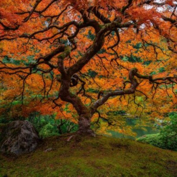 Tree of Life