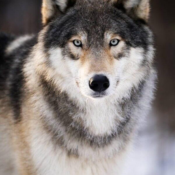 Winter Watchman