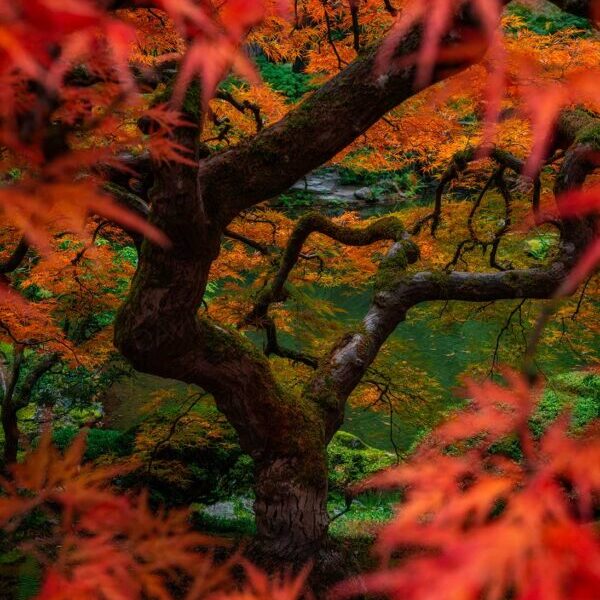 Wonder Garden