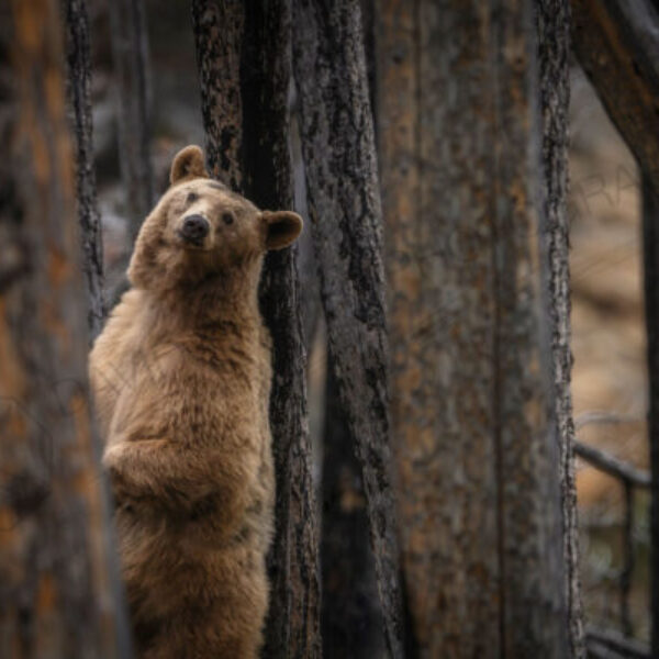 Mama Bear