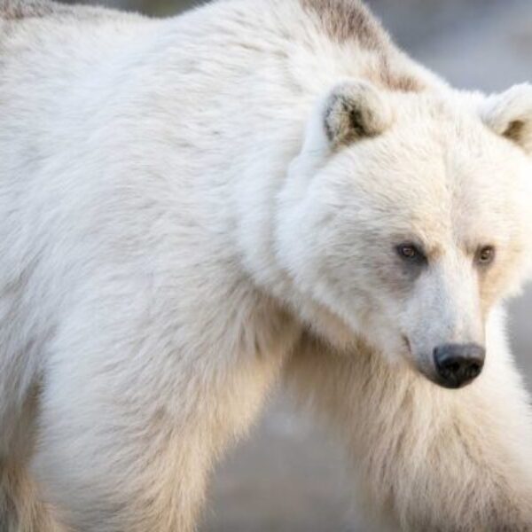 Wild Spirit
