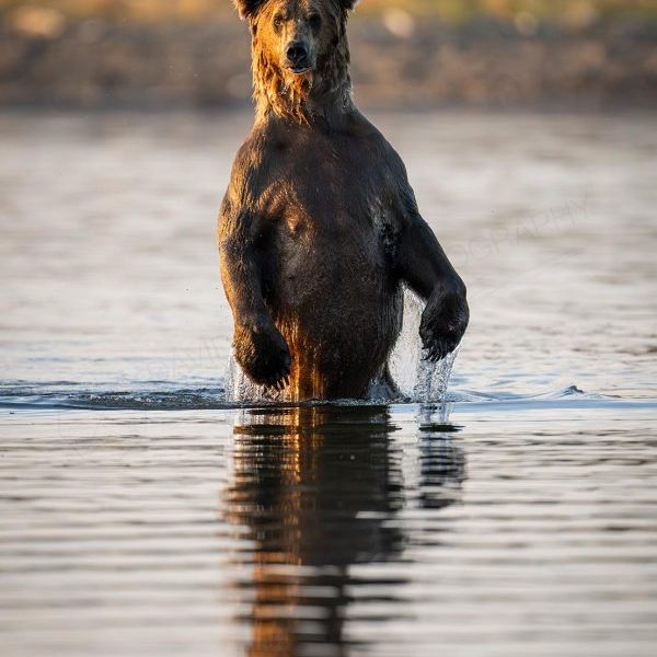 Wading 2