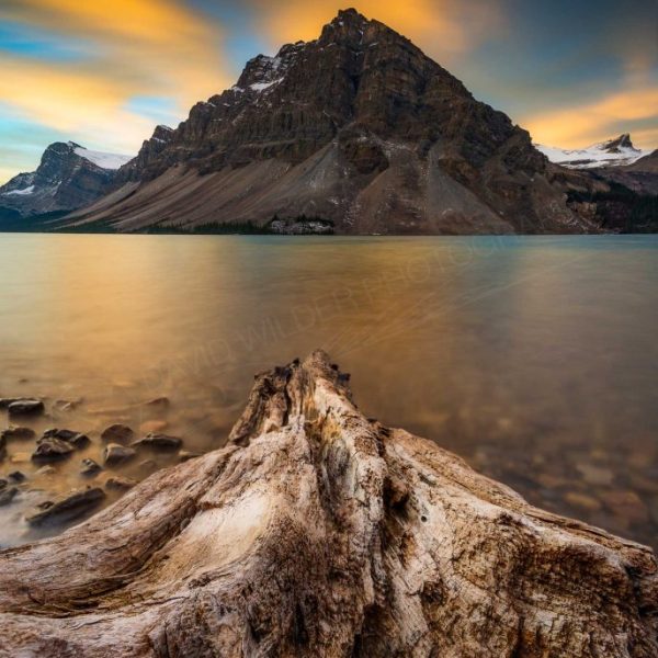 Bow Bliss 8x10 Pre-matted