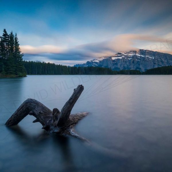 Drifted Jack 8x10 Pre-matted