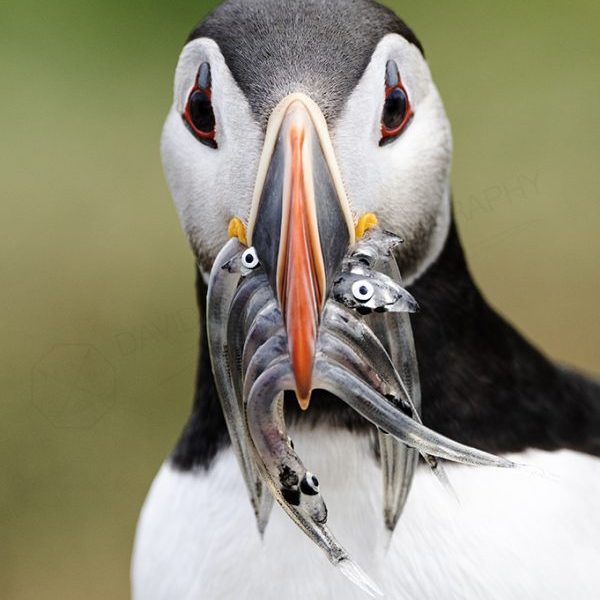 Mouth Full