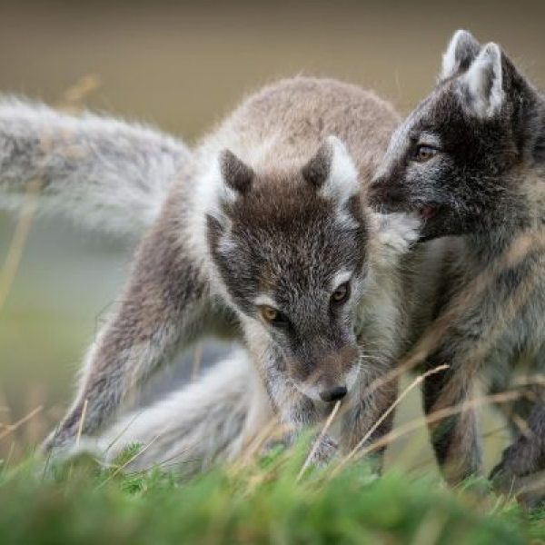 Love Bite