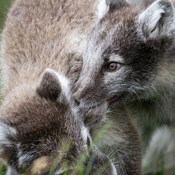Nom Nom Nom