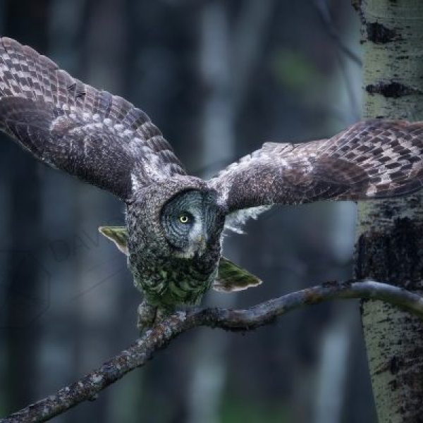 Flight Mode