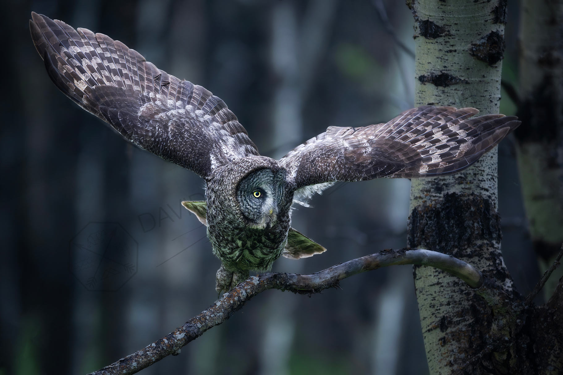 Flight Mode