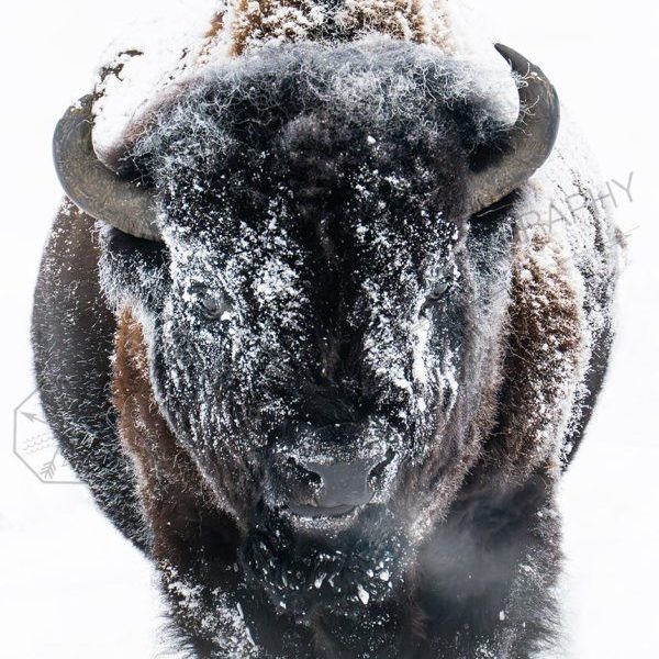 Frozen Bite