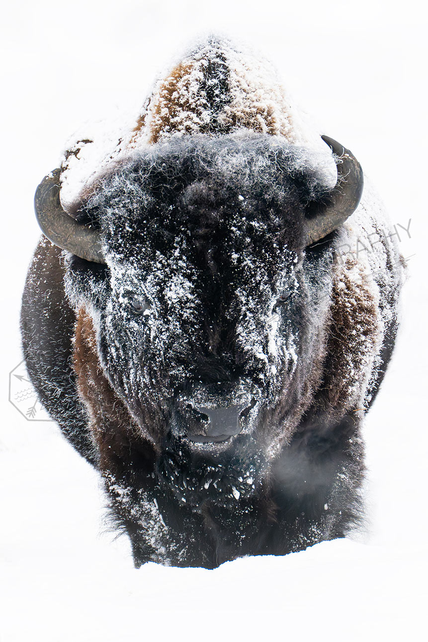 Frozen Bite