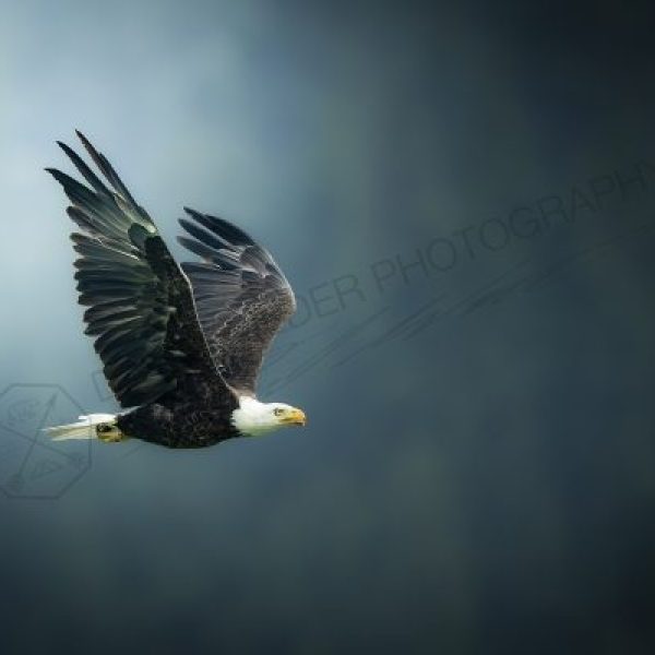 Full Speed