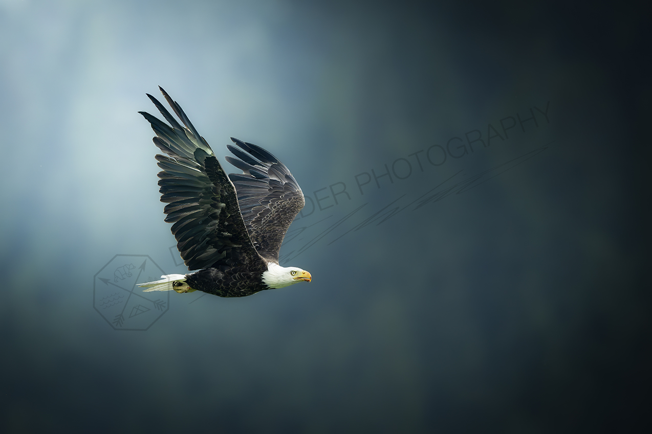 Full Speed