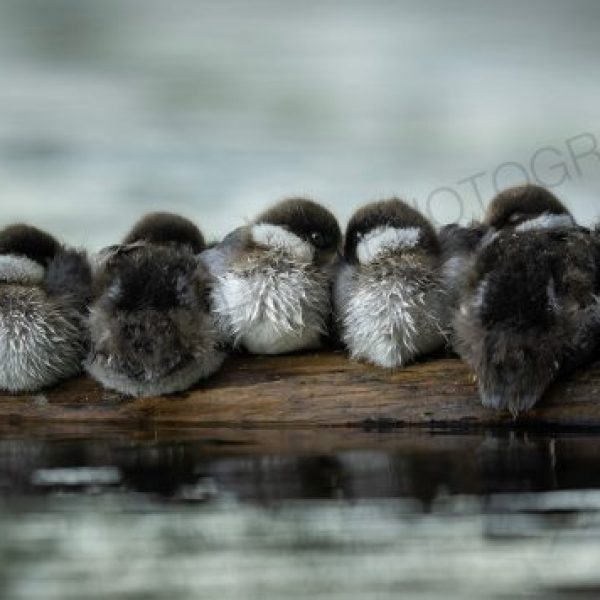 Rubber Duckies