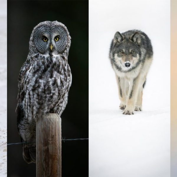 Wildlife Wallpaper Pack