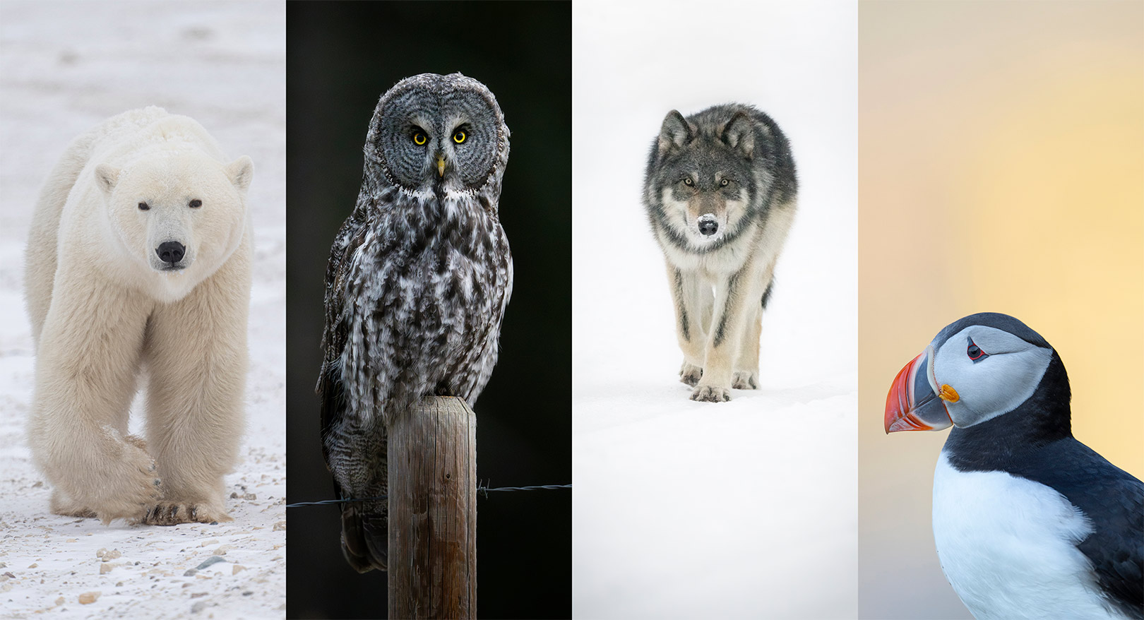 Wildlife_Pack_Hero