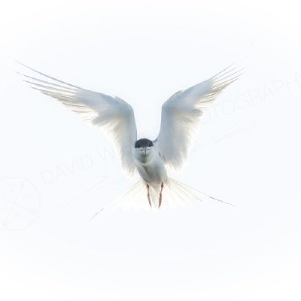 Winged