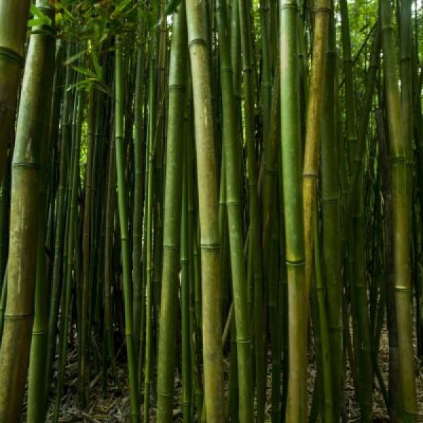 Bamboo Corridor