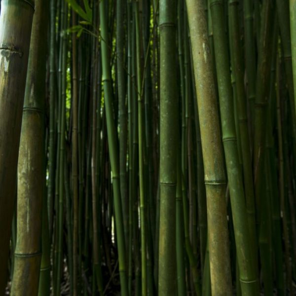 Bamboo Forest