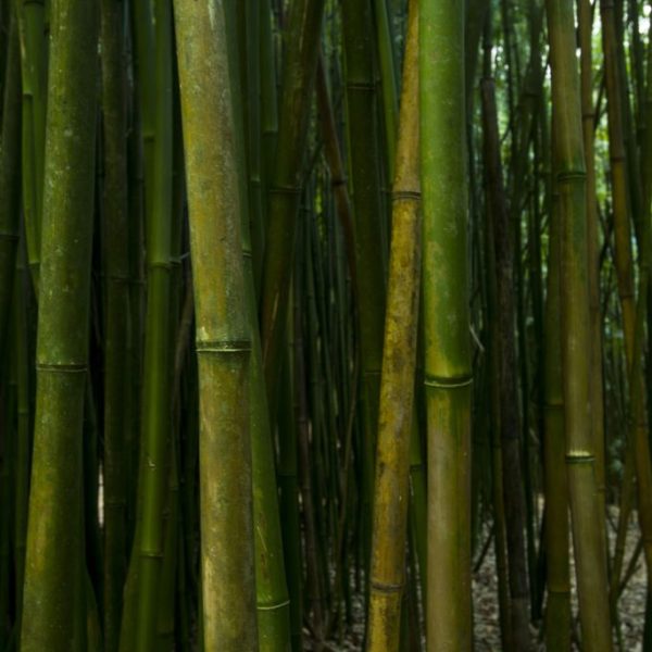 Bamboo Grove